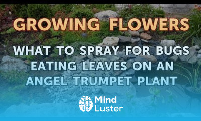 What to Spray for Bugs Eating Leaves on an Angel Trumpet Plant