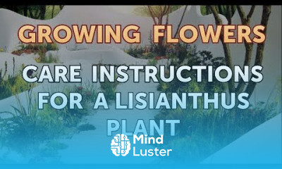 Care Instructions for a Lisianthus Plant