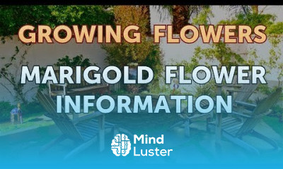 Marigold Flower Information