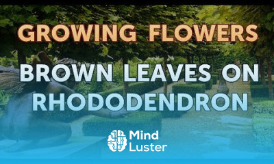 Brown Leaves on Rhododendron