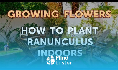 How to Plant Ranunculus Indoors