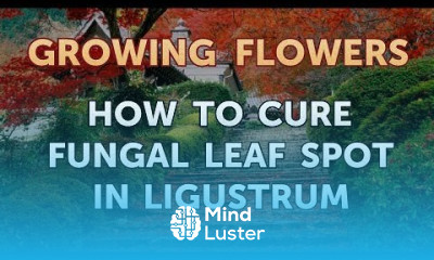 How to Cure Fungal Leaf Spot in Ligustrum