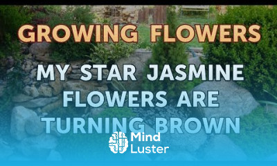 My Star Jasmine Flowers Are Turning Brown