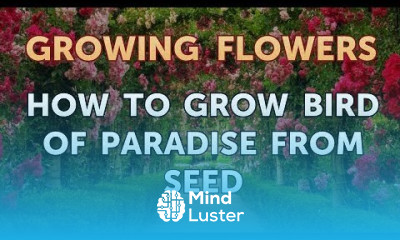 How to Grow Bird of Paradise From Seed