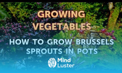 How to Grow Brussels Sprouts in Pots