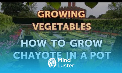 How to Grow Chayote in a Pot