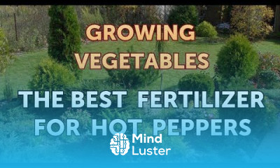 The Best Fertilizer for Hot Peppers