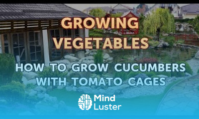 How to Grow Cucumbers With Tomato Cages