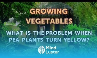 What Is the Problem When Pea Plants Turn Yellow