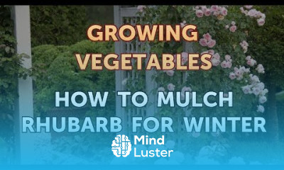 How to Mulch Rhubarb for Winter