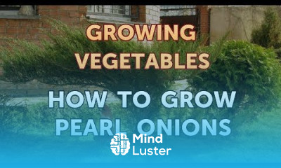 How to Grow Pearl Onions