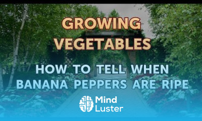 How to Tell When Banana Peppers Are Ripe