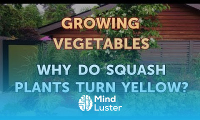 Why Do Squash Plants Turn Yellow