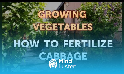 How to Fertilize Cabbage