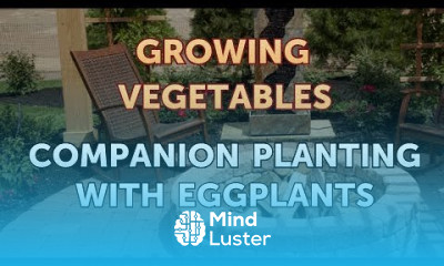 Companion Planting With Eggplants
