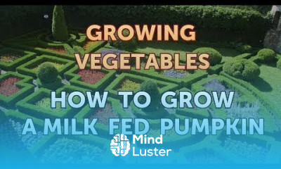 How to Grow a Milk Fed Pumpkin