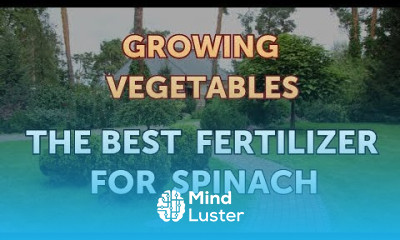 The Best Fertilizer for Spinach