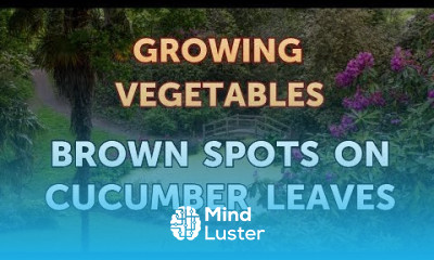 Brown Spots on Cucumber Leaves