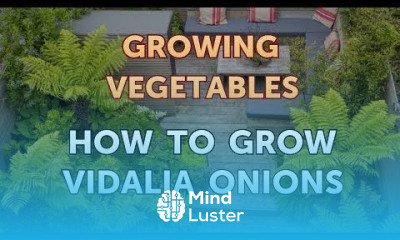 How to Grow Vidalia Onions