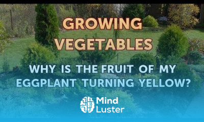 Why Is the Fruit of My Eggplant Turning Yellow