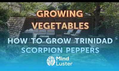 How to Grow Trinidad Scorpion Peppers