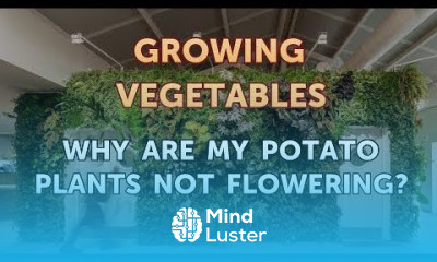 Why Are My Potato Plants Not Flowering