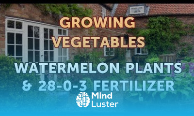 Watermelon Plants 28 0 3 Fertilizer