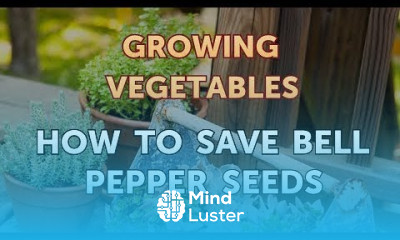 How to Save Bell Pepper Seeds