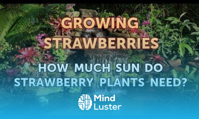 How Much Sun Do Strawberry Plants Need