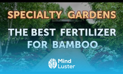 The Best Fertilizer for Bamboo
