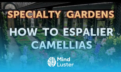 How to Espalier Camellias