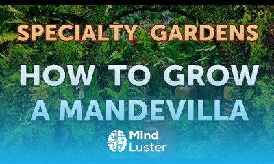 How to Grow a Mandevilla