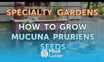 How to Grow Mucuna Pruriens Seeds