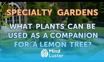 What Plants Can Be Used as a Companion for a Lemon Tree
