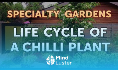 Life Cycle of a Chilli Plant