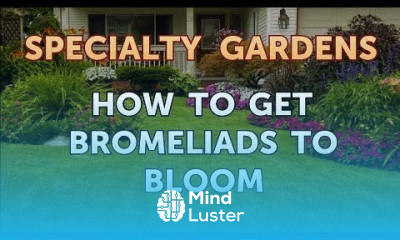 How to Get Bromeliads to Bloom