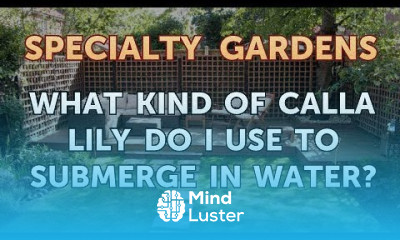 What Kind of Calla Lily Do I Use to Submerge in Water