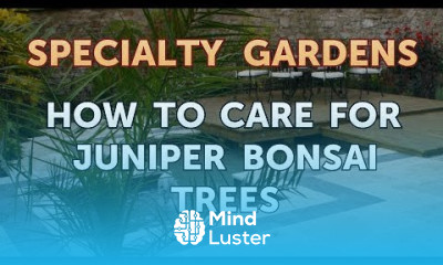 How to Care for Juniper Bonsai Trees