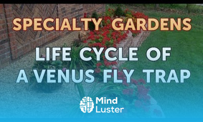 Life Cycle of a Venus Fly Trap