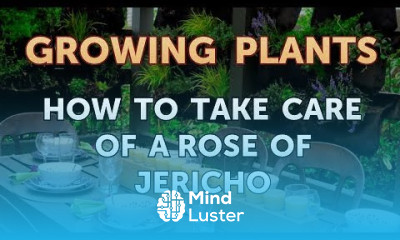 How to Take Care of a Rose of Jericho