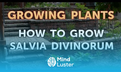 How to Grow Salvia Divinorum