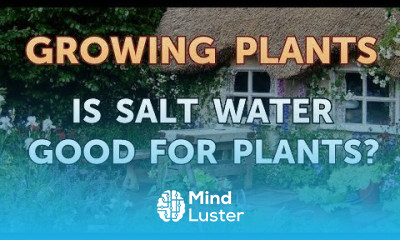 Is Salt Water Good for Plants
