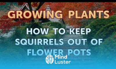 How to Keep Squirrels Out of Flower Pots