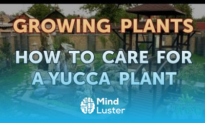 How to Care for a Yucca Plant