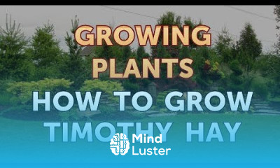 How to Grow Timothy Hay