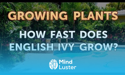 How Fast Does English Ivy Grow
