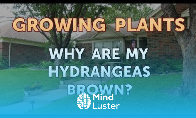 Why Are My Hydrangeas Brown