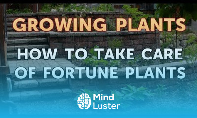 How to Take Care of Fortune Plants