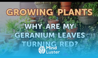 Why Are My Geranium Leaves Turning Red