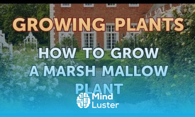 How to Grow a Marsh Mallow Plant